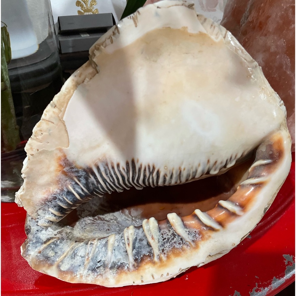 Sea shell huge 9x7x6” very old, good condition,beautiful art of nature